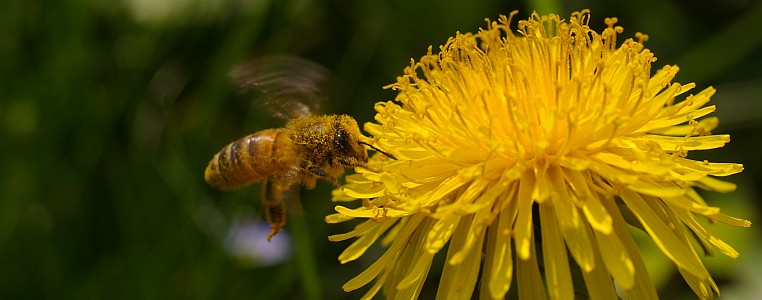 Bienen bei der Arbeit – Außendienst