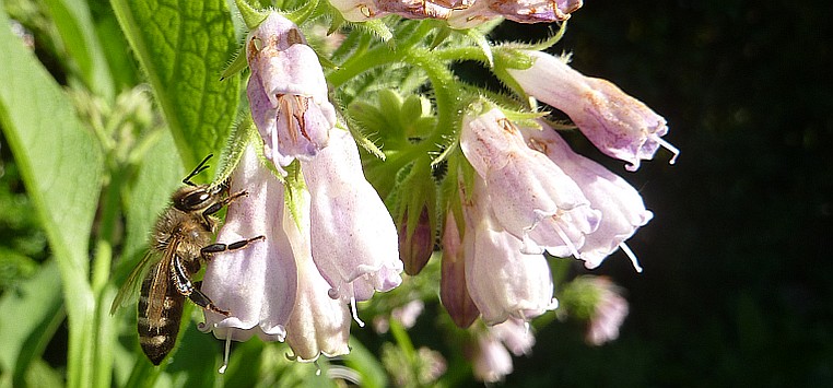 Bienen bei der Arbeit – Außendienst