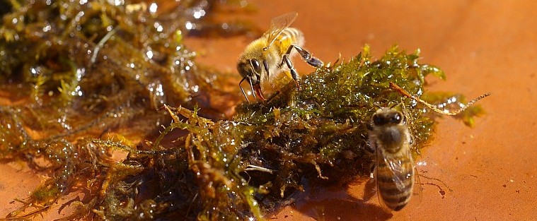 Bienen bei der Arbeit – Außendienst