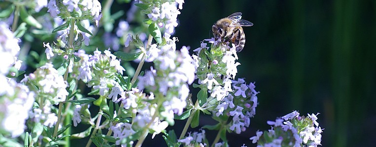Bienen bei der Arbeit – Außendienst