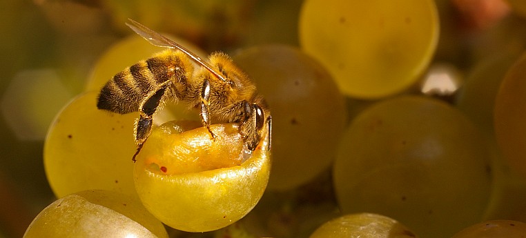 Bienen bei der Arbeit – Außendienst