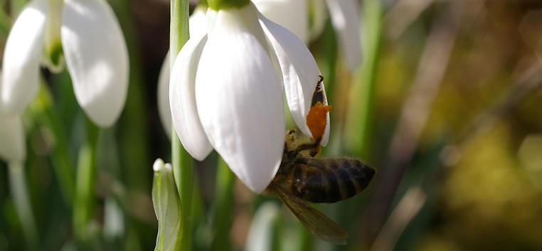 Bienen bei der Arbeit – Außendienst