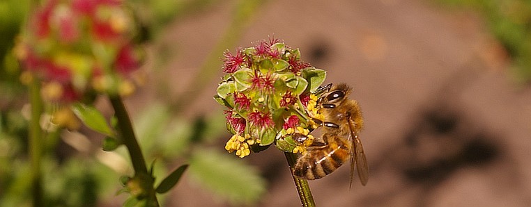 Bienen bei der Arbeit – Außendienst