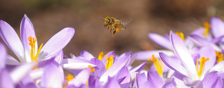 Bienen bei der Arbeit – Außendienst