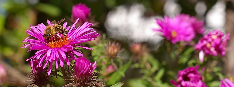 Bienen bei der Arbeit – Außendienst
