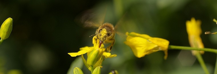Bienen bei der Arbeit – Außendienst