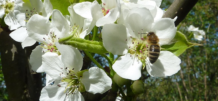 Bienen bei der Arbeit – Außendienst