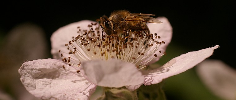 Bienen bei der Arbeit – Außendienst
