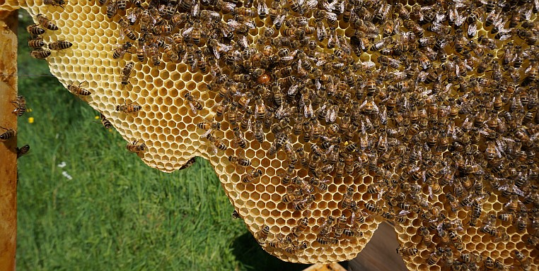 Bienen bei der Arbeit – Innendienst