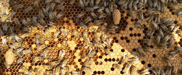 Bienen bei der Arbeit – Innendienst