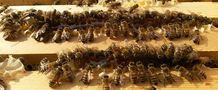 Bienen bei der Arbeit – Innendienst