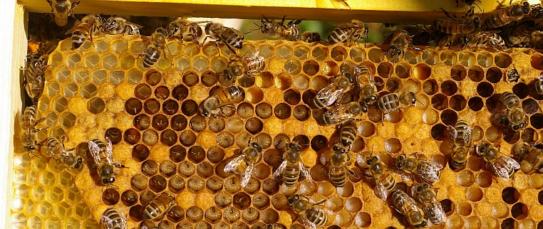 Bienen bei der Arbeit – Innendienst