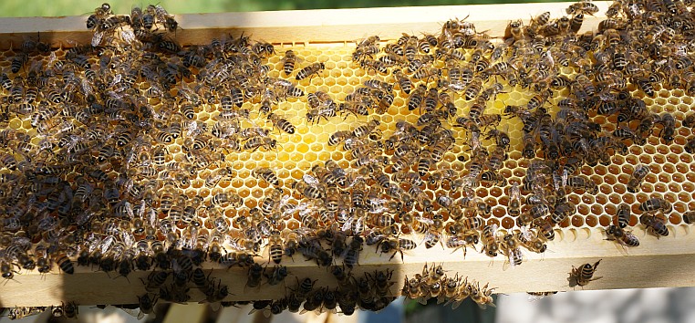 Bienen bei der Arbeit – Innendienst