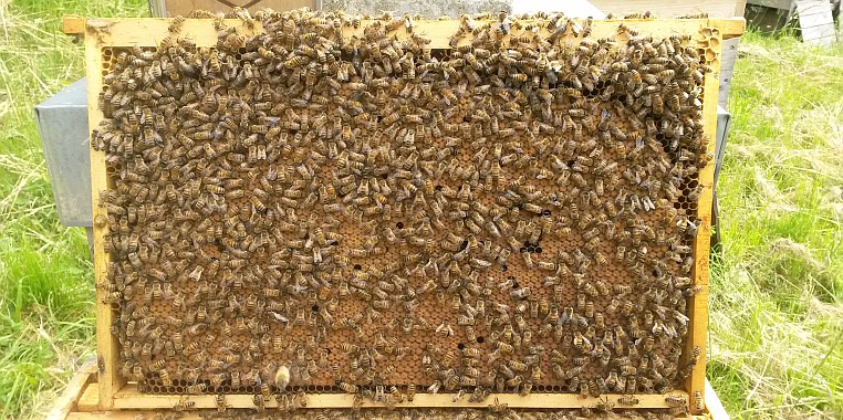 Bienen bei der Arbeit – Innendienst