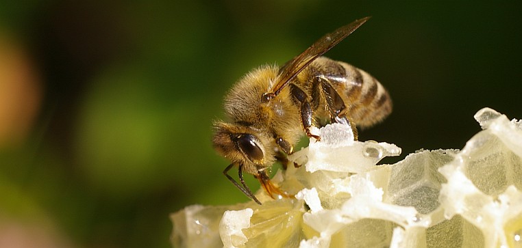 Bienen bei der Arbeit – Innendienst
