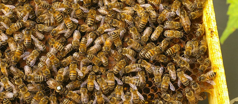 Bienen bei der Arbeit – Innendienst