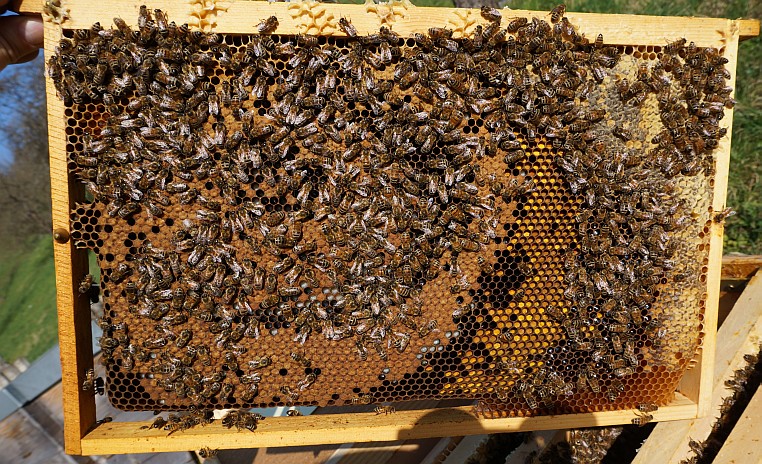 Bienen bei der Arbeit – Innendienst