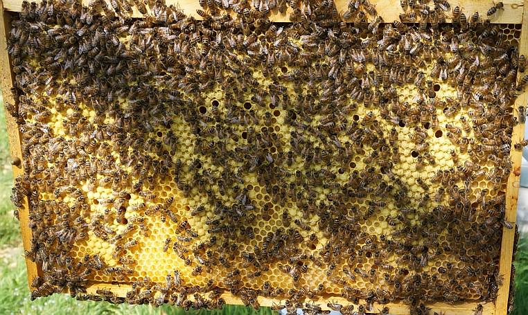 Bienen bei der Arbeit – Innendienst