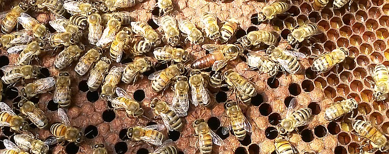 Bienen bei der Arbeit – Innendienst