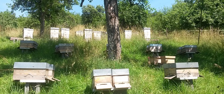 Bienenstände
