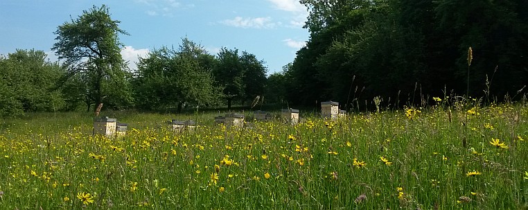 Bienenstände